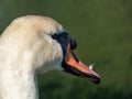 Close-up of the head and beak of the adult mute swan (cygnus olor) with focus on eye Royalty Free Stock Photo