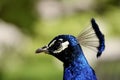 A close-up shot of the head of beautiful male common peafowl looking into camera on blurry background Royalty Free Stock Photo