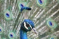 A close-up shot of the head of beautiful male common peafowl looking into camera with spread tail in background Royalty Free Stock Photo