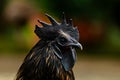 Close up shot of the head of black chicken rooster