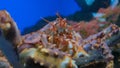 Close up shot of head of giant japanese spider crab