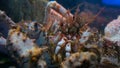 Close up shot of head of giant japanese spider crab