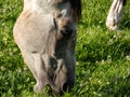 Close-up shot of a head of gray horse eating green grass in sunlight in summer Royalty Free Stock Photo