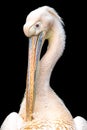 Close up shot on the head and long neck of the pelican with black background Royalty Free Stock Photo