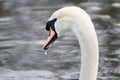 A side close up of a mute swans head