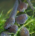 Macro of the heads of tadpoles - pouting lips