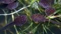 Macro of the heads of tadpoles - kiss