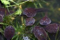 Macro of a group of tadpoles