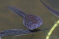 Macro of the head of a tadpole - pouting lips