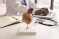 Close up shot of heart organ anatomical model on table