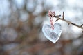 Close-up shot of a heart-shaped piece of ice hanging from a bare branch outdoors Royalty Free Stock Photo