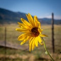 Close-up shot of a Heliantheae flower growing in a field