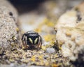 Close-up shot of a Heliophanus flavipes spider on the rocks Royalty Free Stock Photo