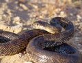 Close-up shot of a Hemorrhois hippocrepis commonly known as horseshoe whip snake on the ground Royalty Free Stock Photo