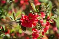Spring times - Flowering bush - red flowers