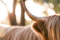 Close up shot of Highland Cow horn with no face in golden afternoon light