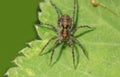 Close up shot of Hobo Spider on a leaf Royalty Free Stock Photo