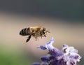 Honey Bee in Flight