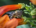 Close up shot of the honey bee on the honeysuckle flower. Royalty Free Stock Photo