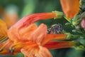 Close up shot of the honey bee on the honeysuckle flower. Royalty Free Stock Photo