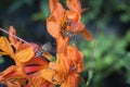 Close up shot of the honey bee on the honeysuckle flower. Royalty Free Stock Photo