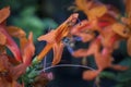 Close up shot of the honey bee on the honeysuckle flower. Royalty Free Stock Photo