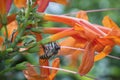 Close up shot of the honey bee on the honeysuckle flower. Royalty Free Stock Photo