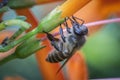 Close up shot of the honey bee on the honeysuckle flower. Royalty Free Stock Photo