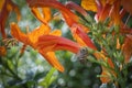 Close up shot of the honey bee on the honeysuckle flower. Royalty Free Stock Photo