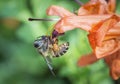 Close up shot of the honey bee on the honeysuckle flower. Royalty Free Stock Photo