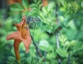 Close up shot of the honey bee on the honeysuckle flower. Royalty Free Stock Photo