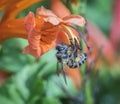 Close up shot of the honey bee on the honeysuckle flower. Royalty Free Stock Photo