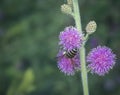 Close up shot of honey bee and mimosaceae Royalty Free Stock Photo