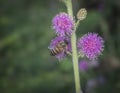 Close up shot of honey bee and mimosaceae Royalty Free Stock Photo