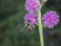 Close up shot of honey bee and mimosaceae Royalty Free Stock Photo