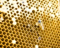 Close up shot on honey cell and bees Royalty Free Stock Photo