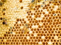 Close up shot on honey cell and bees Royalty Free Stock Photo