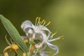 Close up shot of Honey Suckle Jasmine flowers Royalty Free Stock Photo
