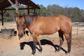 Close-up shot of a horse at a horse farm in North Carolin Royalty Free Stock Photo