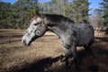 Close-up shot of a horse at a horse farm in North Carolin Royalty Free Stock Photo