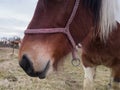 Close up shot of horse muzzle and horse head in the meadow during overcast day