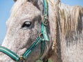 Close-up shot of a horse wearing a bridle Royalty Free Stock Photo