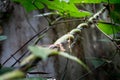 A close up shot of Horticultural climbing plants Ã¢â¬â A vine is any plant with a growth habit of trailing or scandent that is, Royalty Free Stock Photo