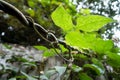 A close up shot of Horticultural climbing plants Ã¢â¬â A vine is any plant with a growth habit of trailing or scandent that is, Royalty Free Stock Photo