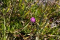 Close-up shot of a Hottentot-fig growing in the grass