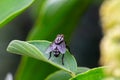 Close up shot of a house fly sitting on a leaf Royalty Free Stock Photo