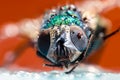 Close up shot of house fly with water drops Royalty Free Stock Photo