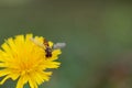 Close up shot of marmalade hoverfly On Dandelion.