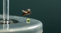 A Close-Up Shot of a Hoverfly in Flight Approaching a Drop of Liquid on a Surface Royalty Free Stock Photo