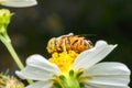 Hoverfly sucking nectar on flower